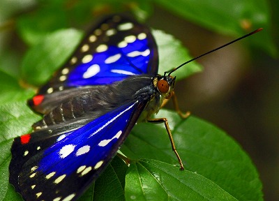 愛媛の自然ウオッチング